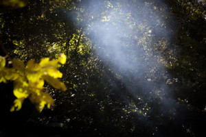 sweatlodge river trees smoke smudging prayer