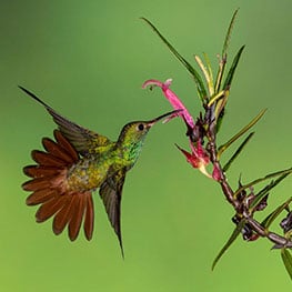 Tyohar's Wildlife photography