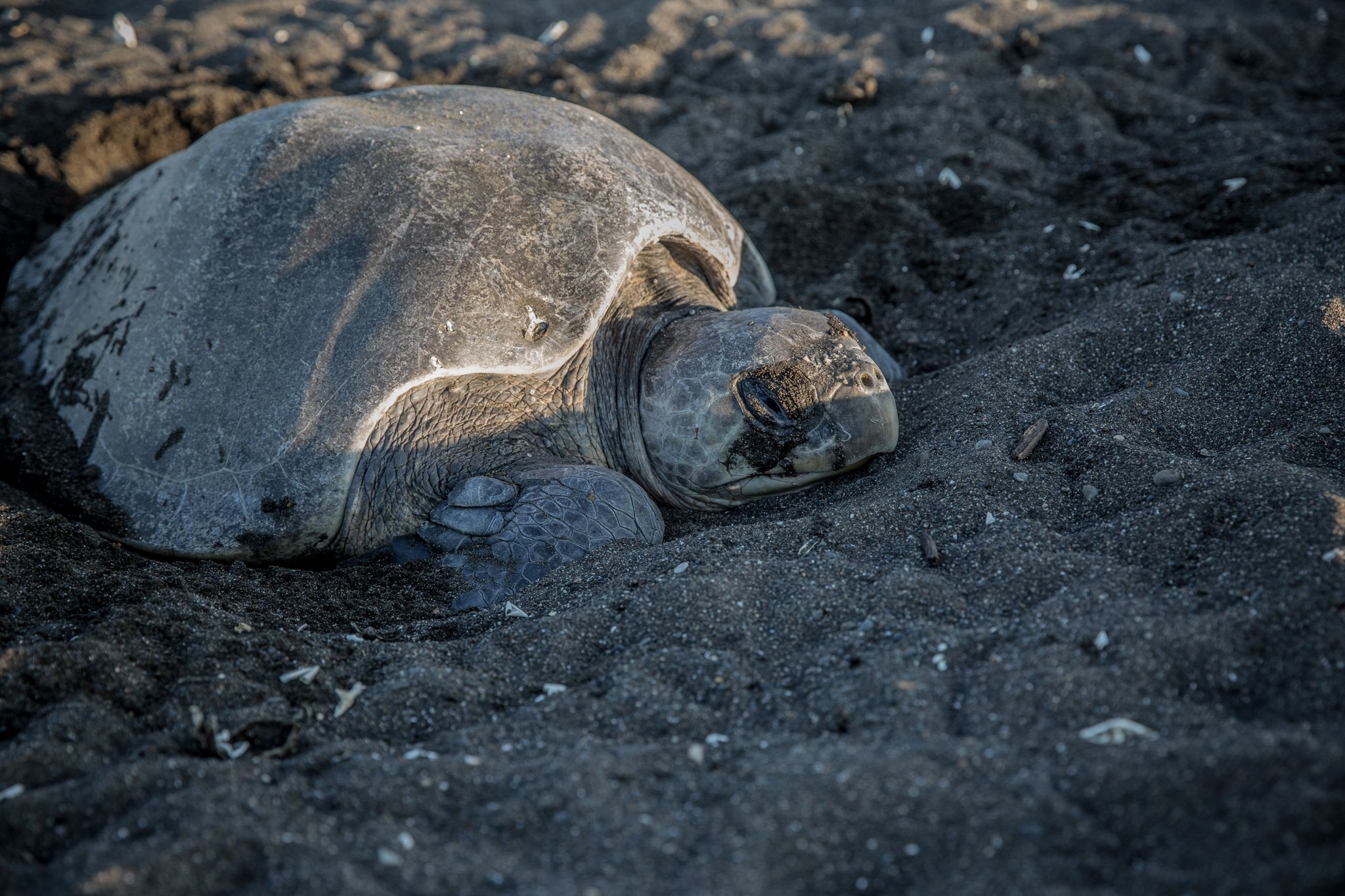 Ostional Wildlife Refuge Beach