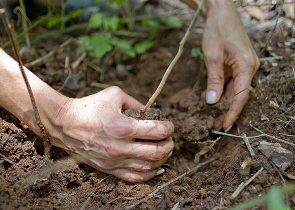 Soil Regeneration