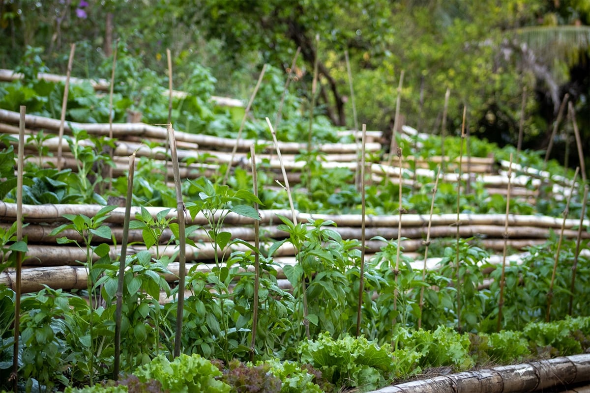 PachaMama Greenhouse